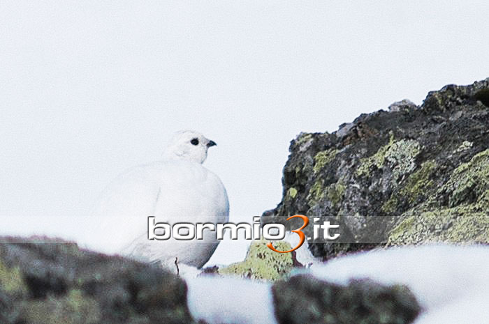Femmina di Pernice Bianca in abito invernale