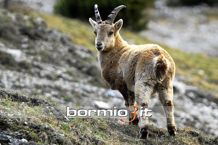 Cucciolo di Stambecco