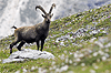 Lo Stambecco nel Parco dello Stelvio