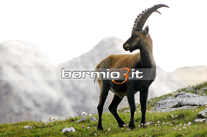 Lo Stambecco